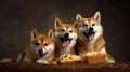 Playful Shiba Inu Trio Catching Treats with Joyful Energy. Generative AI