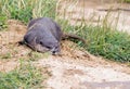 Playful Short Clawed Otter in the wild