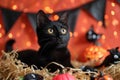 A playful shot of a mischievous black cat surrounded by Halloween decorations Royalty Free Stock Photo