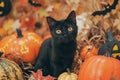 A playful shot of a mischievous black cat surrounded by Halloween decorations Royalty Free Stock Photo