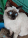 Playful Siamese cat with blue eyes