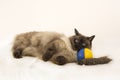 Playful Siamese kitten laying on a blue and yellow ball playing