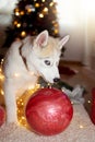 Playful siberian husky puppy dog chewing christmas decoration and covered with lights
