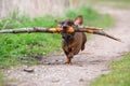 Playful small brown dachshund running in the woods on a sandy road and retrieving a big branch for fun