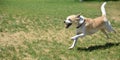 A playful small dog running in the park Royalty Free Stock Photo