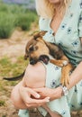 Playful small mongrel puppy grasping a woman`s knees