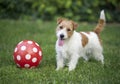 Playful small pet dog puppy playing football