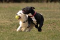Playful Staffordshire Bull Terrier And Coton De Tulear Running Side-by-side In An Outdoor Park