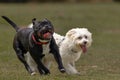 Playful Staffordshire Bull Terrier And Coton De Tulear Running Side-by-side In An Outdoor Park