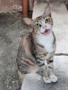 Playful Stray Cat with Expressive Eyes Royalty Free Stock Photo