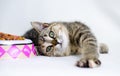 Playful tabby calico kitten laying down next to food bowl