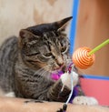 Playful tabby cat