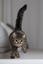 Playful tabby cat jumping over couch