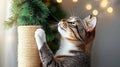 Playful tabby cat with scratching post and festive lights Royalty Free Stock Photo
