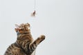Playful tabby cat stands on hind legs reaching for a dangling feather toy