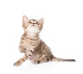 Playful tabby kitten looking up. isolated on white background Royalty Free Stock Photo