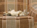Playful tabby kitten lying on back on sofa Royalty Free Stock Photo
