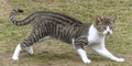 Playful Tabby and White Cat Stretching on Grass Outdoors Royalty Free Stock Photo