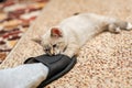 Playful thai kitten biting human slipper Royalty Free Stock Photo