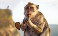 Playful thief monkey with stolen sunglasses, Uluwatu, Bali, Indonesia