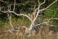 Playful tiger cub on dead tree trunk branch at dhikala zone of jim corbett national park or tiger reserve, uttarakhand, india Royalty Free Stock Photo