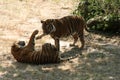 Playful Tigers Royalty Free Stock Photo