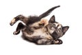 Playful tortie kitten rolling on ground Royalty Free Stock Photo