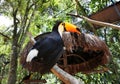 Happy toucan from the Birds Park, Foz do Iguazu.