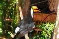 Happy toucan from the Birds Park, Foz do Iguazu.