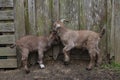 Twin goats showing love to each other in front of perfectly aged, rustic wood barn wall.