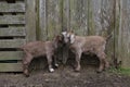 Twin goats showing love to each other in front of perfectly aged, rustic wood barn wall.