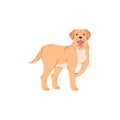 Playful vector portrait of a Golden Labrador with his tongue hanging out. Royalty Free Stock Photo