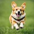 A playful Welsh corgi frolics on green lawn,World Dog Day concept.