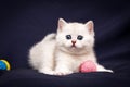 Playful white British kitten with blue eyes staring at the camera