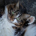 A playful, white and brown cat, waving paw to say \