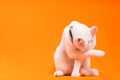 playful white cat covers his face with one of his paws