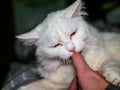 Playful white cat gnaws and scratches the owner& x27;s hand close up. low light