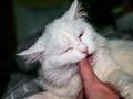 Playful white cat gnaws and scratches the owner& x27;s hand close up. low light