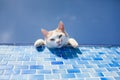 Playful white cat beside the pool Royalty Free Stock Photo