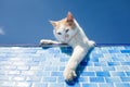 Playful white cat beside the pool Royalty Free Stock Photo