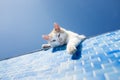 Playful white cat beside the pool Royalty Free Stock Photo