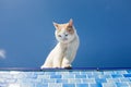 Playful white cat beside the pool Royalty Free Stock Photo