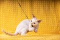 Playful White Devon Rex Playing With Feather Toy. Short-haired Cat Of English Breed On Yellow Plaid Background