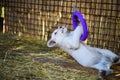 playful white lion cub