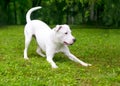 A playful Retriever mixed breed dog in a play bow position