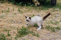 Playful white Siamese kitten runs on the grass in the yard of the house on the lawn Royalty Free Stock Photo