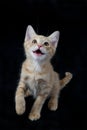 Playful Yellow and White Kitten with Raised Paw Royalty Free Stock Photo