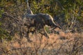 Happy baby elephant in the morning Royalty Free Stock Photo