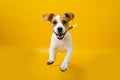 A playful young dog breaks through yellow symbolizing energy for a dynamic pet brand