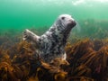 Grey seals in the Farne Islands Royalty Free Stock Photo